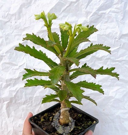Euphorbia torrei 10 Pieces Seeds