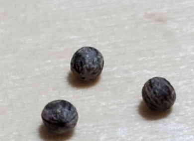 Euphorbia similiramea 10 Pieces Seeds
