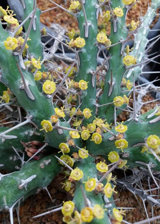 Euphorbia similiramea 10 Pieces Seeds