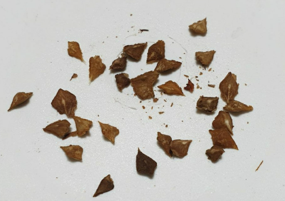 Boswellia papyrifera 6 Pieces Seeds