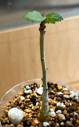 Boswellia papyrifera 6 Pieces Seeds