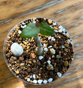 Boswellia papyrifera 6 Pieces Seeds