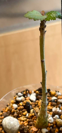Boswellia papyrifera 6 Pieces Seeds