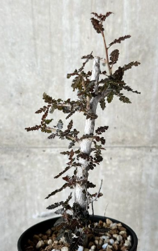 Boswellia nana x asplenifolia 5 Pieces Seeds