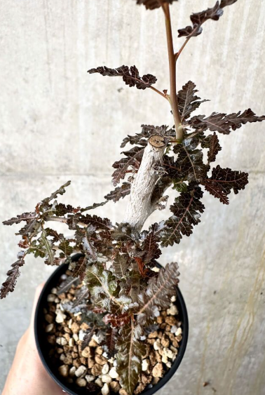 Boswellia nana x asplenifolia 5 Pieces Seeds