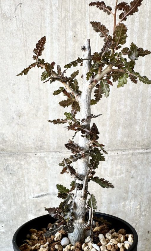 Boswellia nana x asplenifolia 5 Pieces Seeds