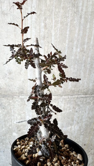 Boswellia nana x asplenifolia 5 Pieces Seeds
