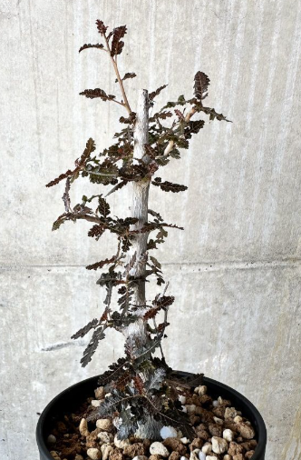 Boswellia nana x asplenifolia 5 Pieces Seeds