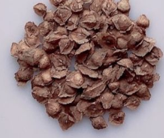 Boswellia nana x asplenifolia 5 Pieces Seeds