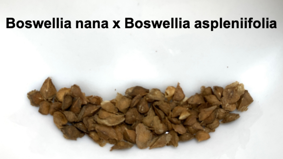 Boswellia nana x asplenifolia 5 Pieces Seeds