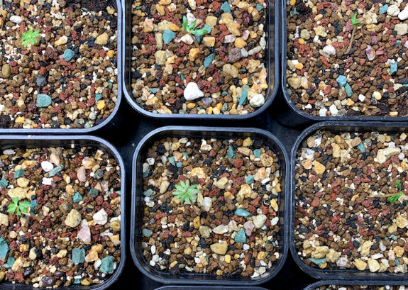 Boswellia nana x asplenifolia 5 Pieces Seeds