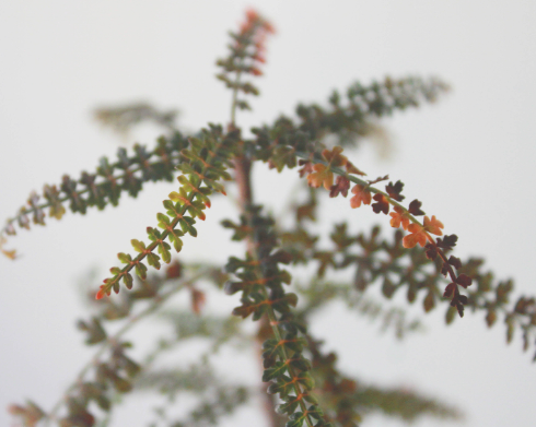 Boswellia aspleniifolia 5 Pieces Seeds