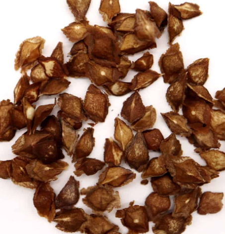 Boswellia aspleniifolia 5 Pieces Seeds