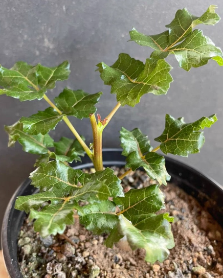 珍奇植物‼️ フェルレアナ乳香（Boswellia frereana）大株 Boswellia frereana 10 Pieces Seeds – exotic-gardenkingdom.com