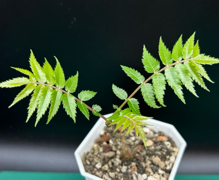 Boswellia dalzielii 7 Pieces Seeds