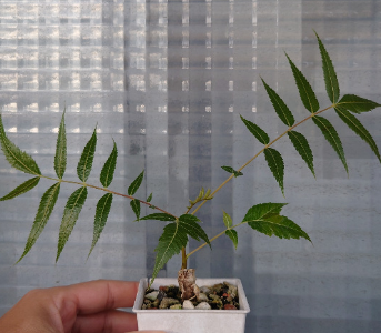Boswellia dalzielii 7 Pieces Seeds