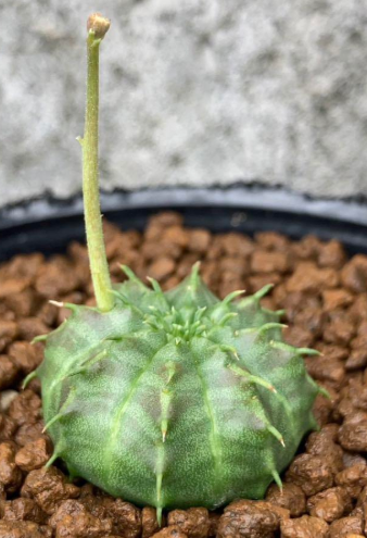 Euphorbia arida 5 Pieces Seeds