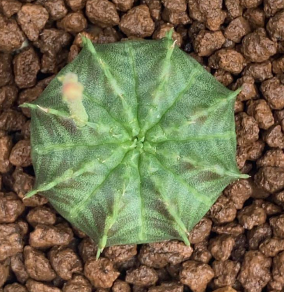 Euphorbia arida 5 Pieces Seeds