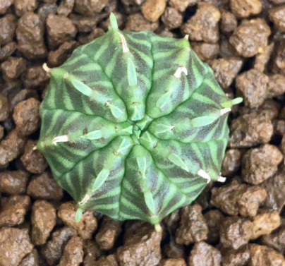 Euphorbia arida 5 Pieces Seeds