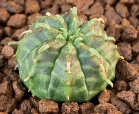 Euphorbia arida 5 Pieces Seeds