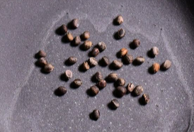 Euphorbia balsamifera 7 Pieces Seeds