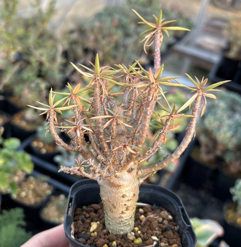 exotic house plant seeds Euphorbia balsamifera 7 Pieces Seeds – exotic-gardenkingdom.com