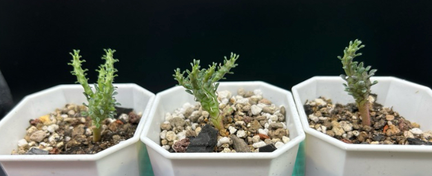 Euphorbia brevirama 8 Pieces Seeds
