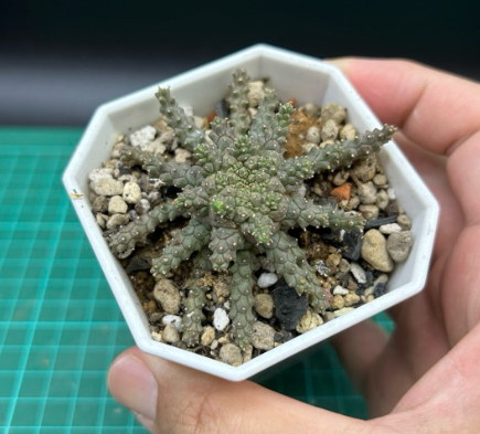 Euphorbia brevirama 8 Pieces Seeds