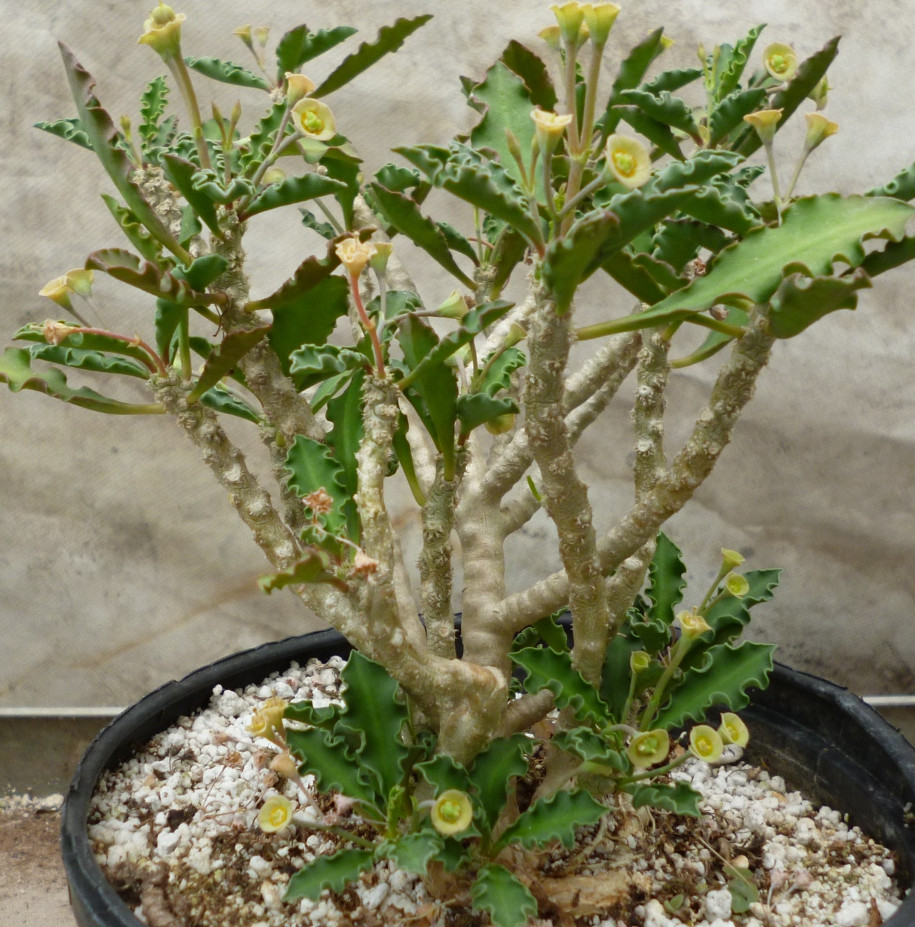 Euphorbia cap-saintemariensis 5 Pieces Seeds