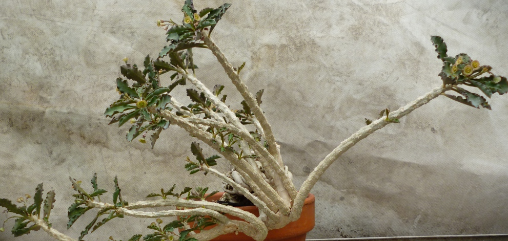 Euphorbia cap-saintemariensis 5 Pieces Seeds