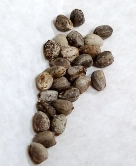 Euphorbia charleswilsoniana 5 Pieces Seeds
