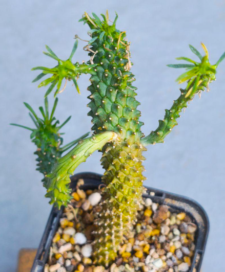 Euphorbia caput-medusae 5 Pieces Seeds