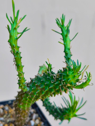 Euphorbia caput-medusae 5 Pieces Seeds