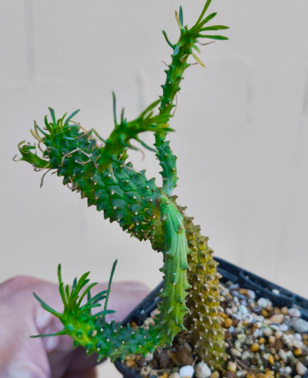 Euphorbia caput-medusae 5 Pieces Seeds