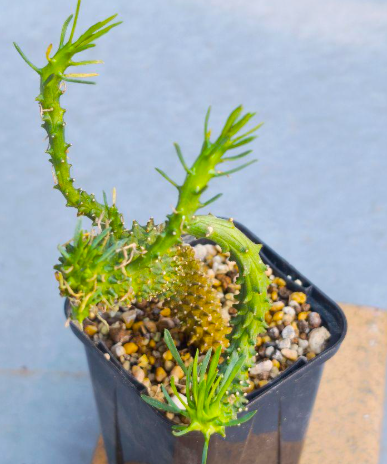 Euphorbia caput-medusae 5 Pieces Seeds