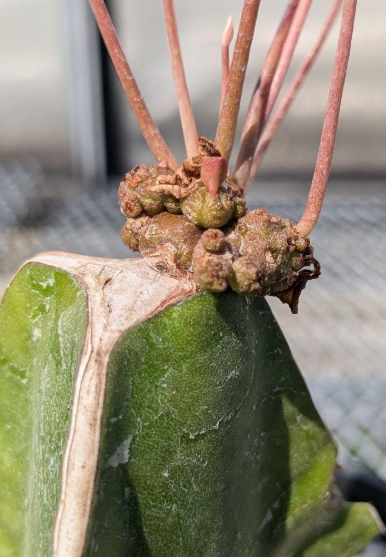 Euphorbia charleswilsoniana 5 Pieces Seeds