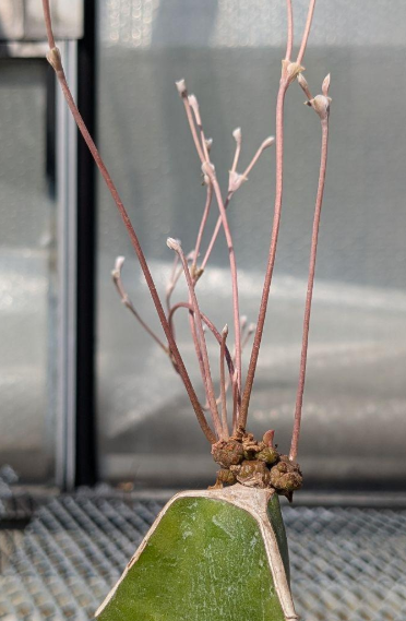 Euphorbia charleswilsoniana 5 Pieces Seeds
