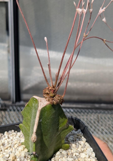 Euphorbia charleswilsoniana 5 Pieces Seeds
