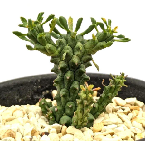 Euphorbia clavarioides 5 Pieces Seeds