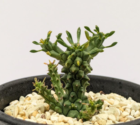Euphorbia clavarioides 5 Pieces Seeds