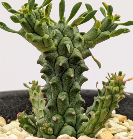 Euphorbia clavarioides 5 Pieces Seeds