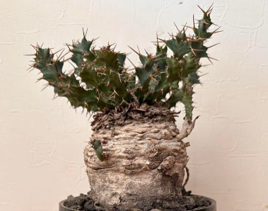 Euphorbia clavigera 5 Pieces Seeds