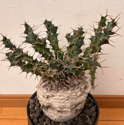 Euphorbia clavigera 5 Pieces Seeds