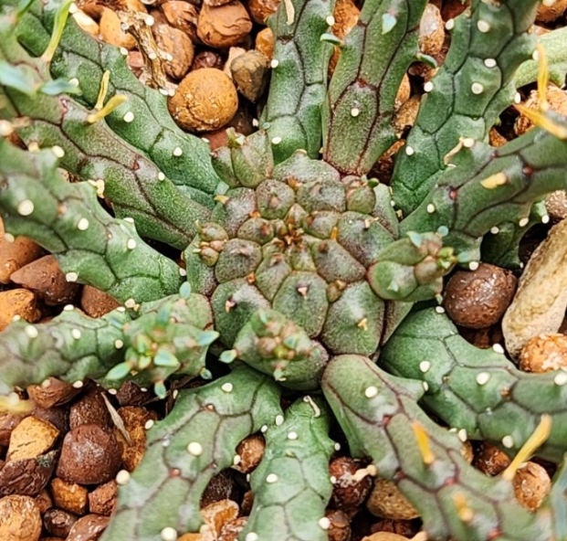 Euphorbia davyi 6 Pieces Seeds