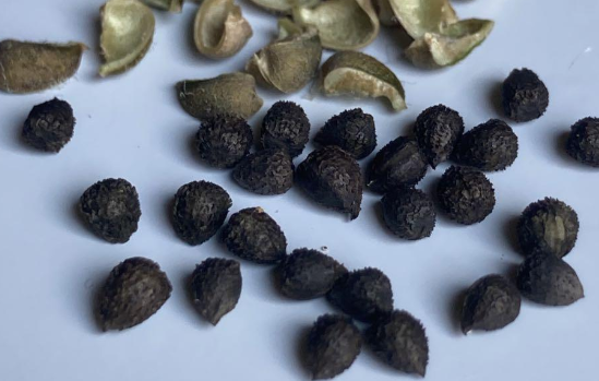 Euphorbia davyi 6 Pieces Seeds