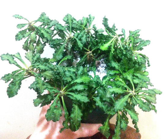 Euphorbia decaryi 10 Pieces Seeds