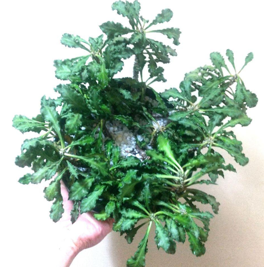 Euphorbia decaryi 10 Pieces Seeds