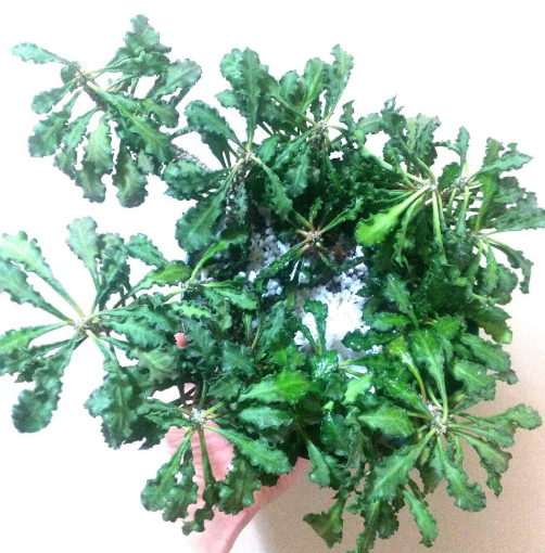 Euphorbia decaryi 10 Pieces Seeds