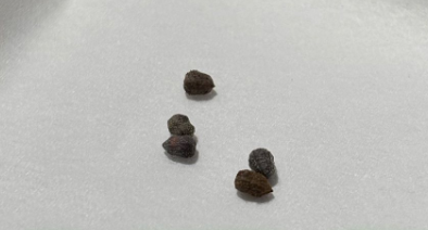 Euphorbia decaryi 10 Pieces Seeds