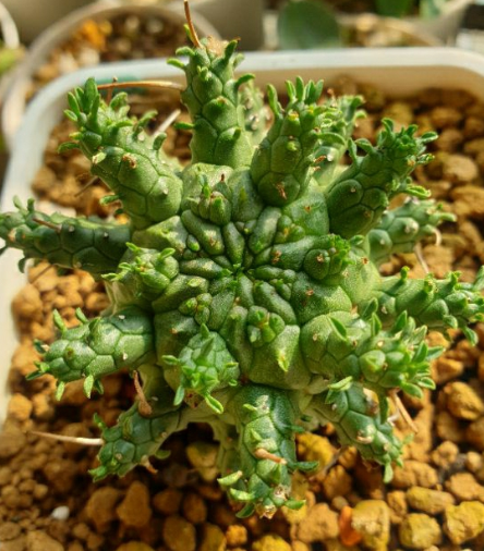 Euphorbia decepta 8 Pieces Seeds